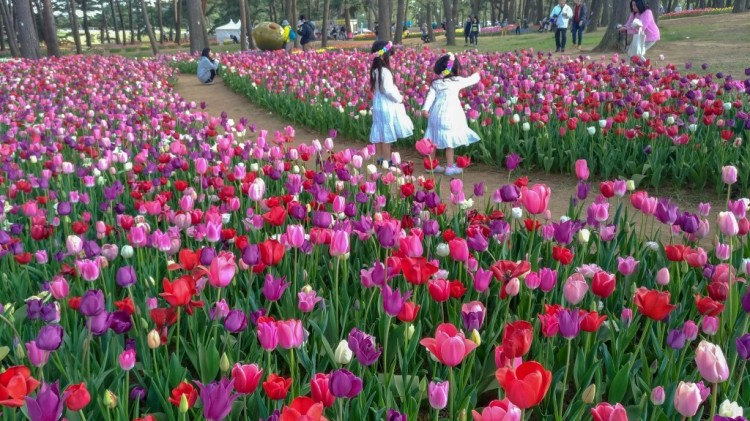 Tulip- Hitachi Seaside Park